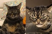 探索神秘世界，解开英凶凶的秘密（以灵猫为主角的冒险游戏《英凶凶鉴》引领新的探险风潮）