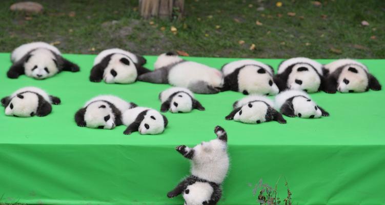 零之战线熊猫阵容（优化阵容配置）