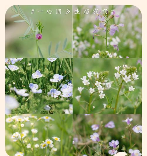 花语农场新手玩法攻略指南（从零开始）