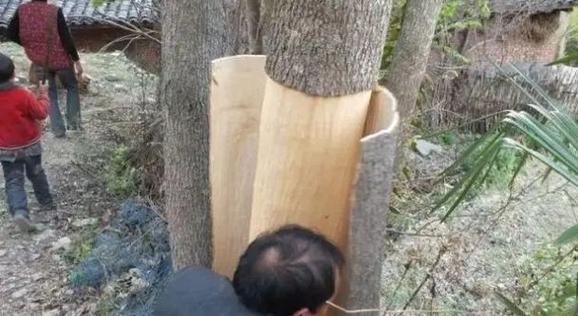 《探险游戏中如何高效刮取荒野树皮的技巧》（探索）