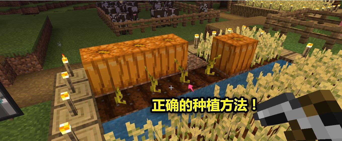 我的世界中南瓜的获取方式是什么？